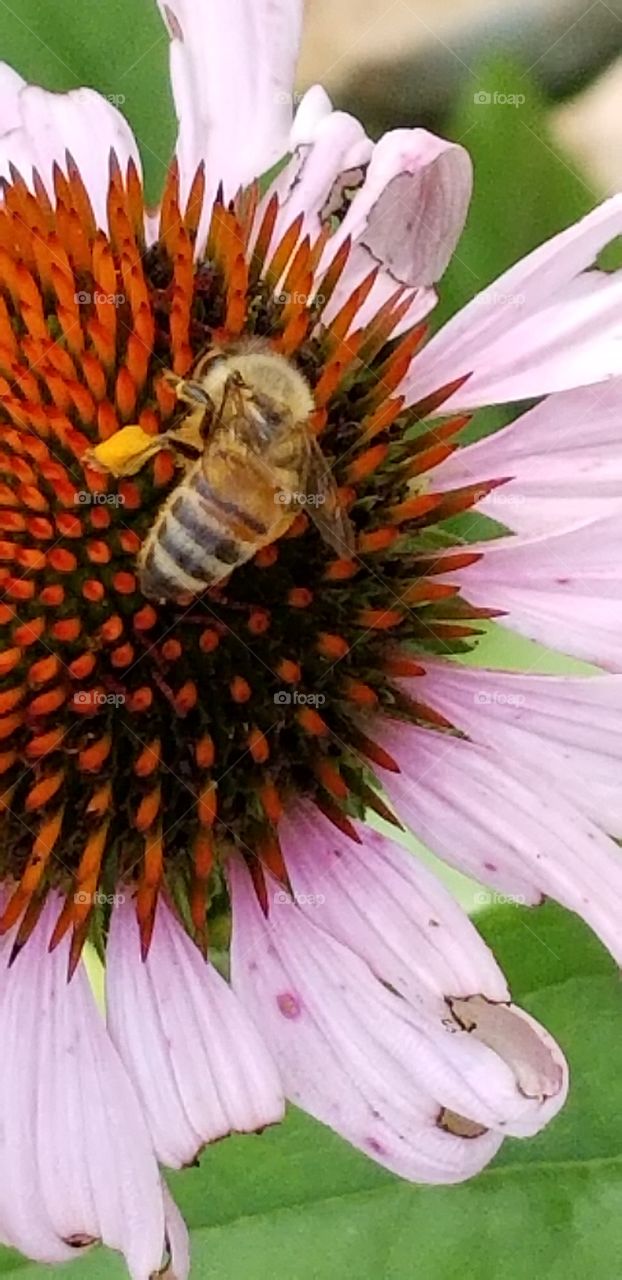honeybee on purple echinacea