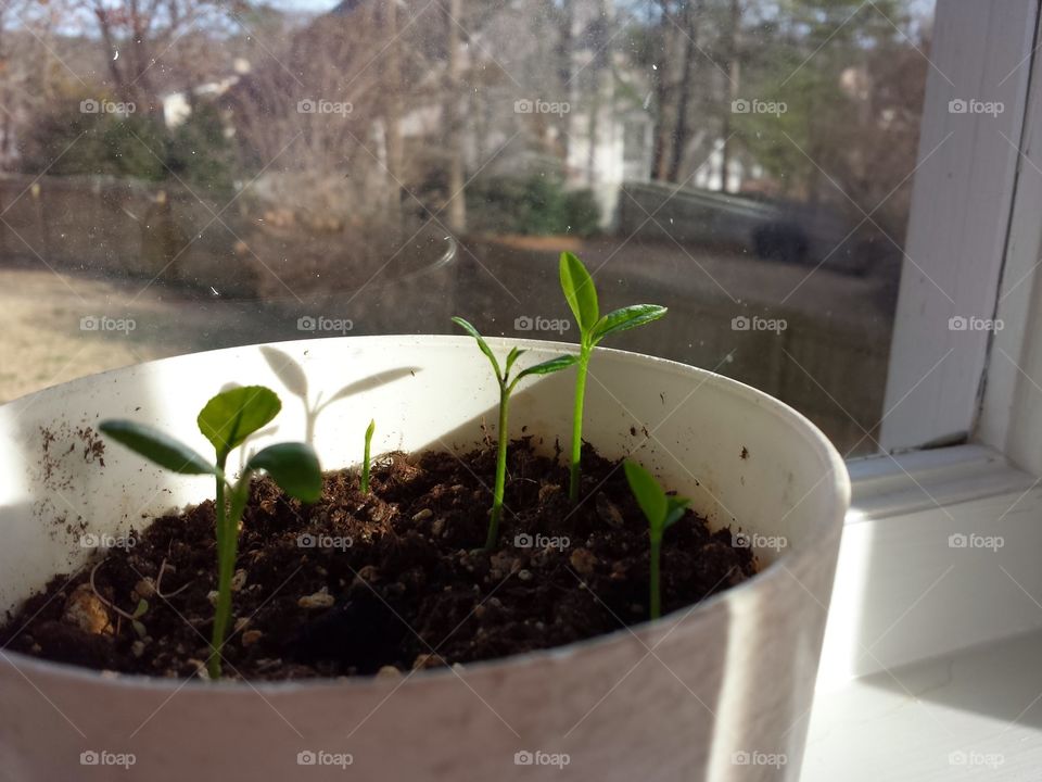 lemon tree seedlings