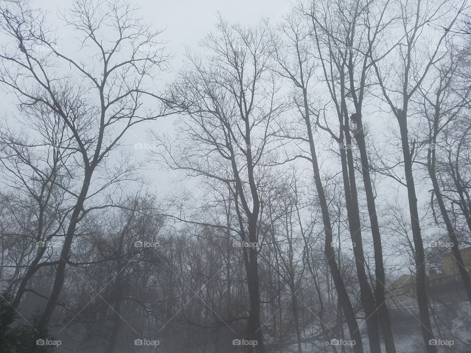 Foggy winter day