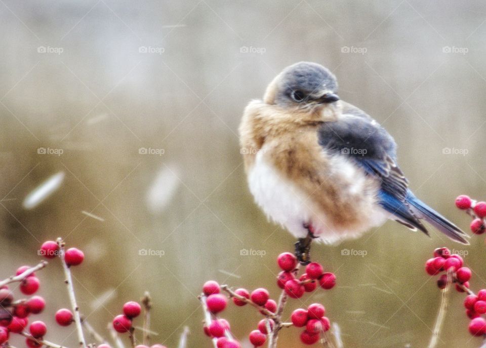 Bluebird in the snow eating berries 