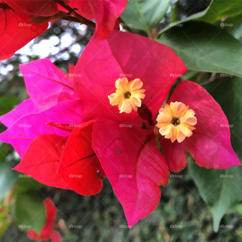 🌺Fim de #cooper!
Suado, cansado e feliz, alongando e curtindo a beleza das #flores. Hoje, ao lado das #Primaveras!
🏁
#corrida #treino #flor #flower #flowers #pétalas #pétala #jardim #jardinagem #garden #flora #run #running #esporte #alongamento