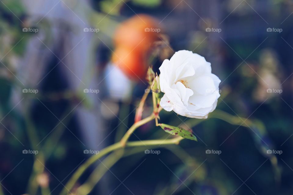 White rose in bloom 