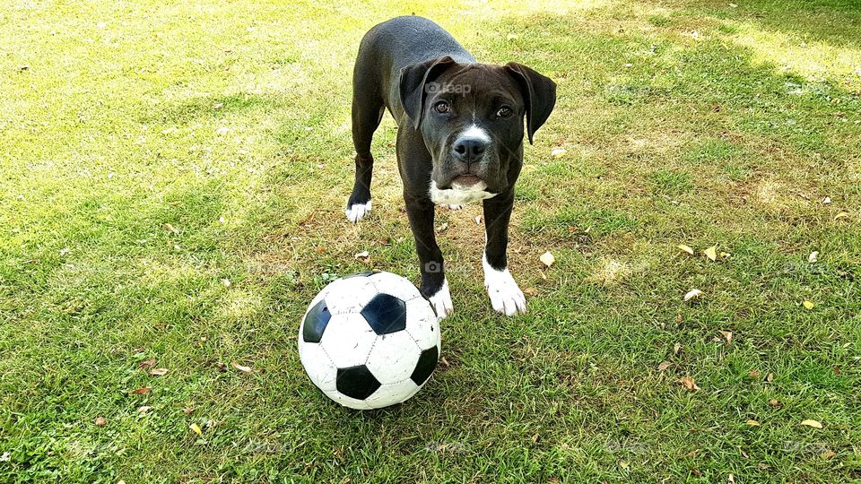 Dog wants to play soccer 