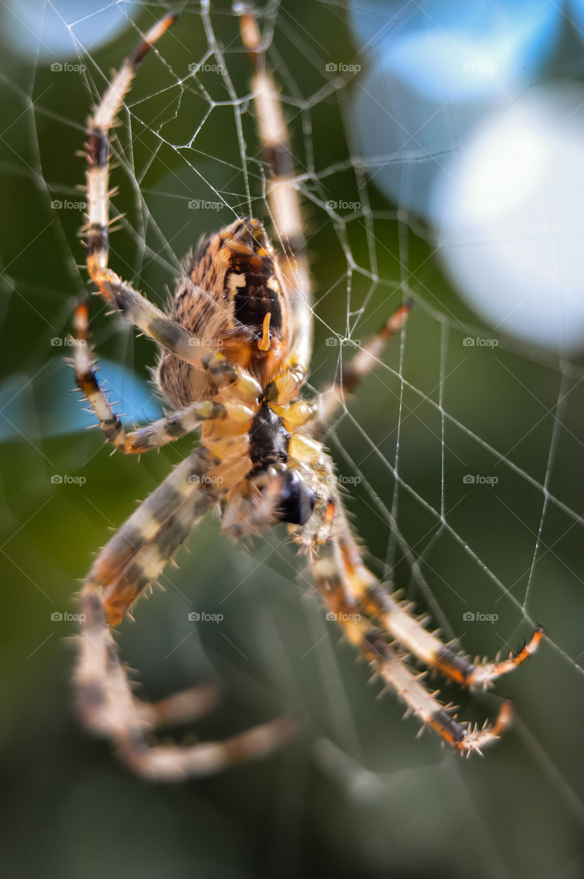 Spider on web