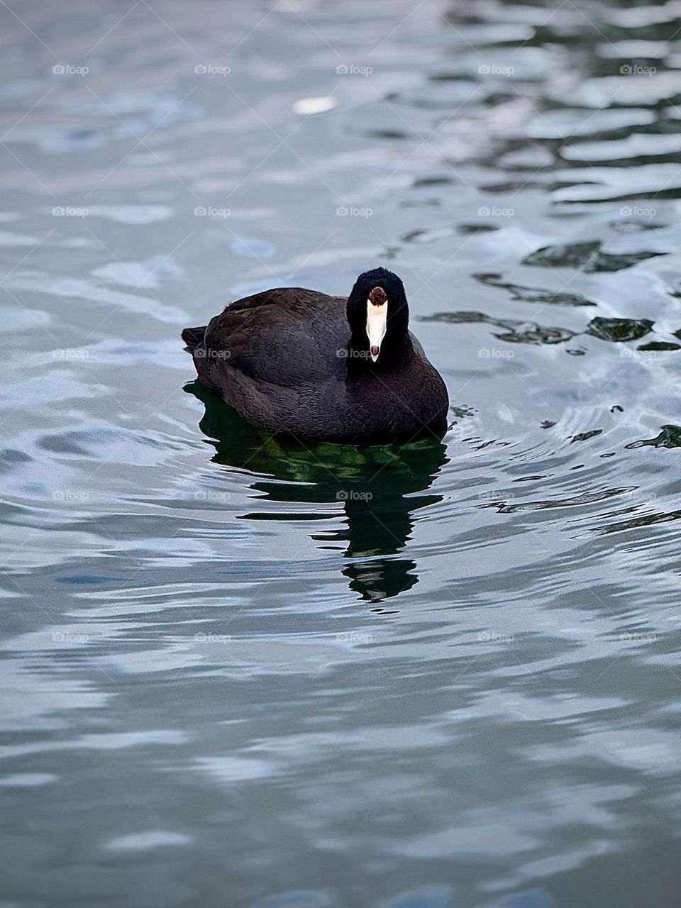 American Coot Floating