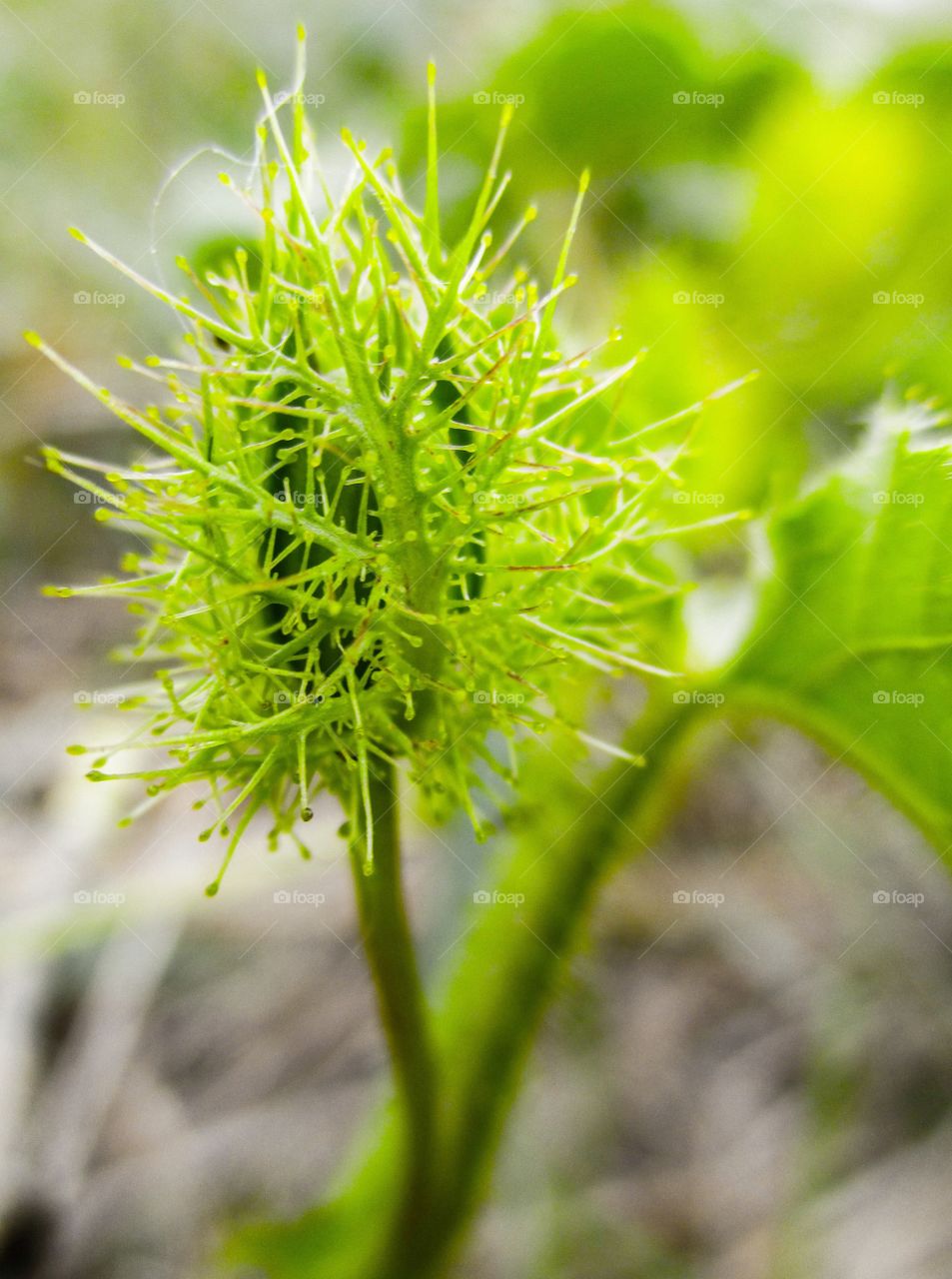 Fetid passionflower. details of Fetid passionflower