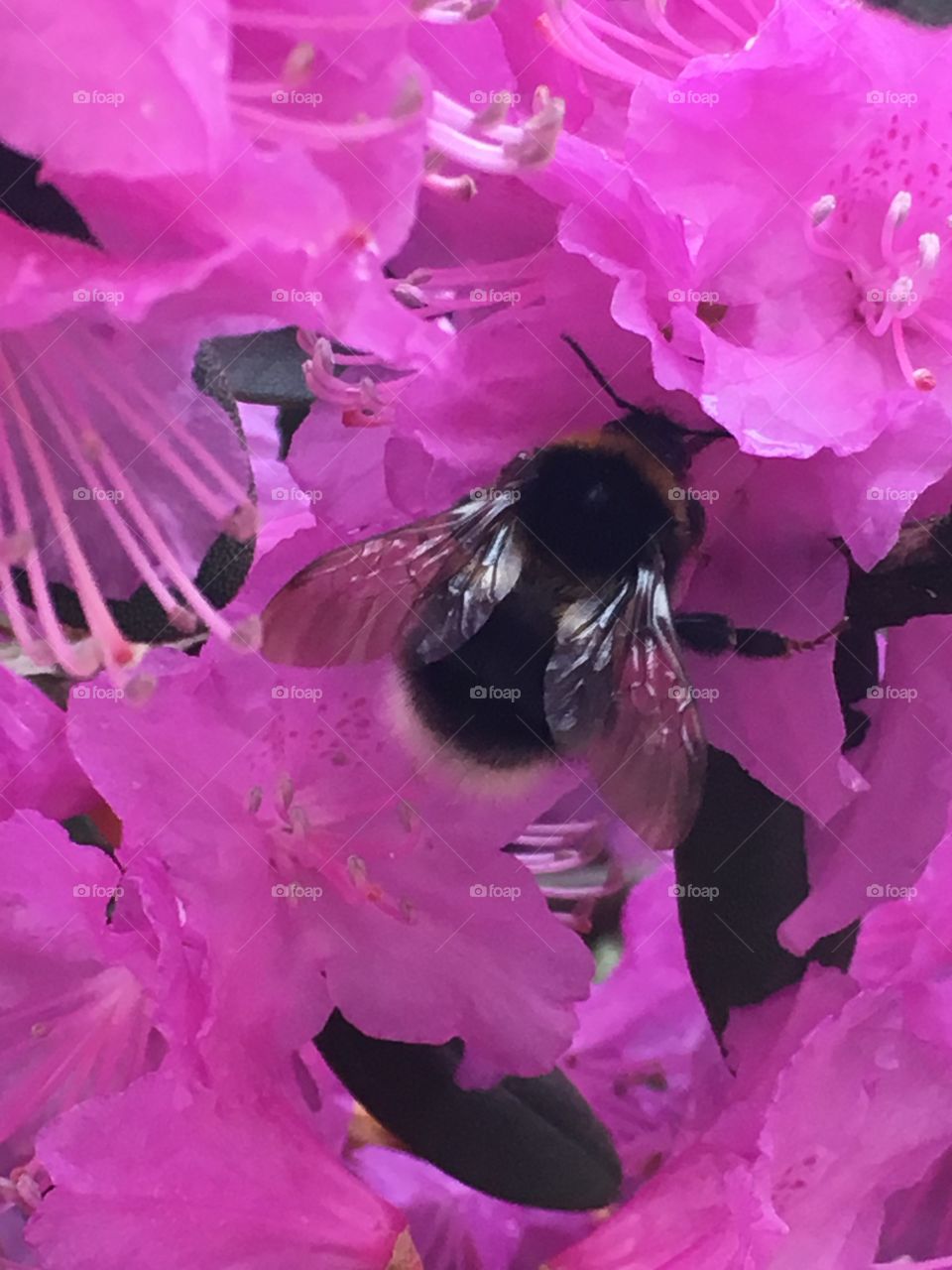 Bumblebee on a flower 