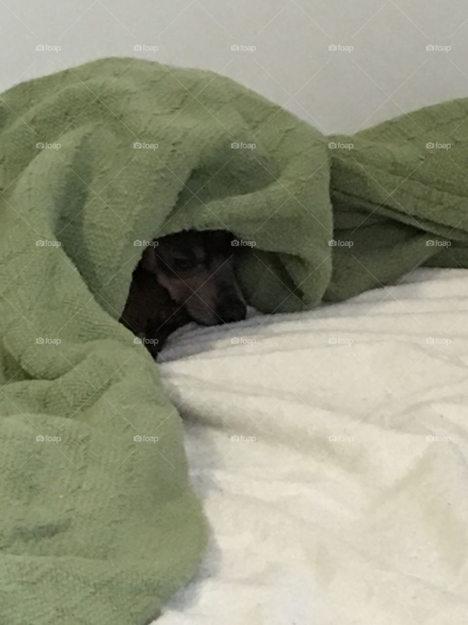 Dog in blanket




