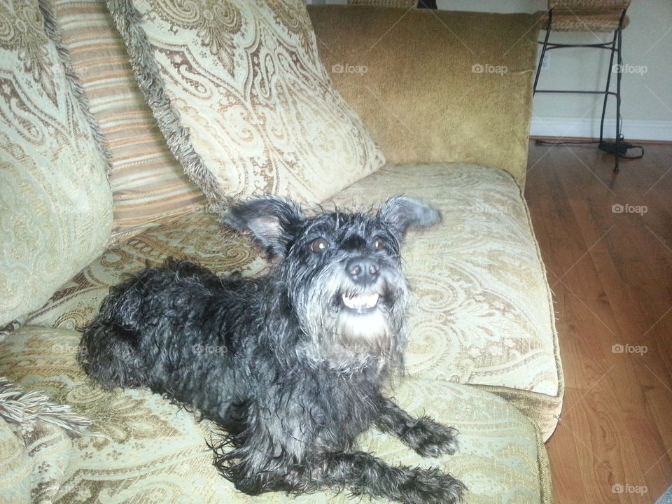 This is Fuzz. My wife rescued her from a busy highway. I was making a flyer to find her owner and I said "smile!" and this is what she did. :)