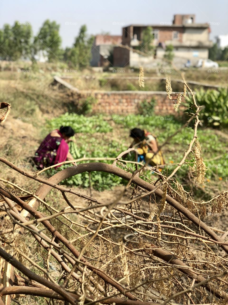 Picking out Mustard, Farm Area 