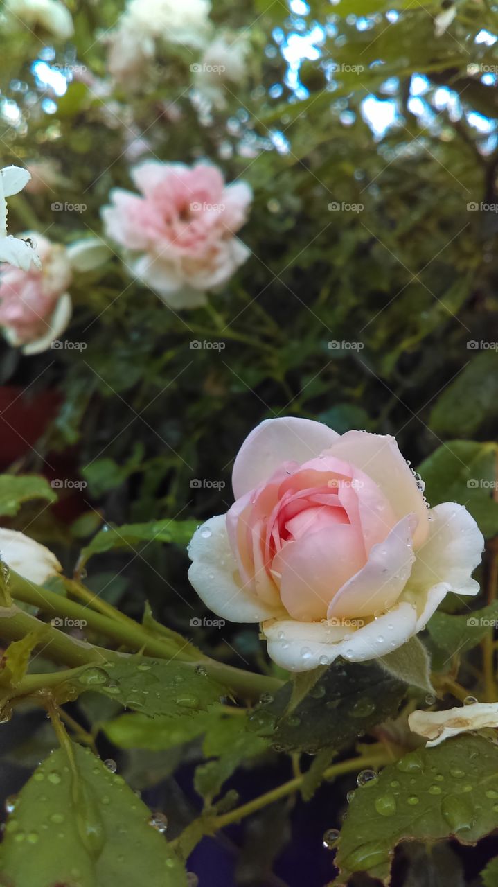 Blooming Rose Bud