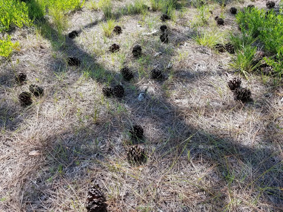 Pinecones