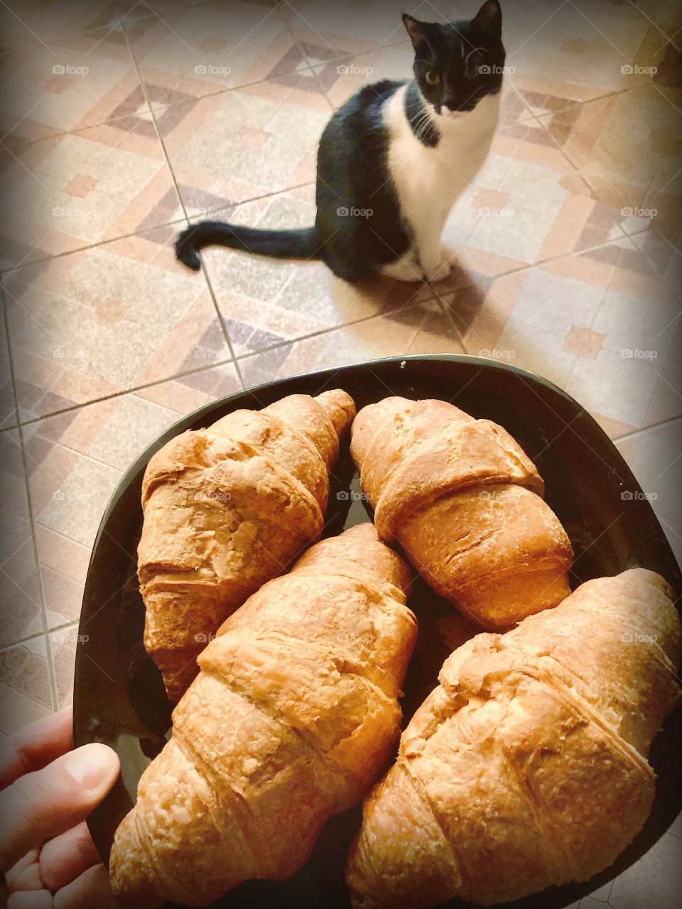 Would you mind some hot fresh croissants, soft cat? 🥐 
