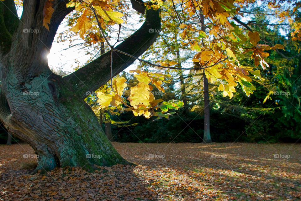 tree sunny leaf fall by jbdc