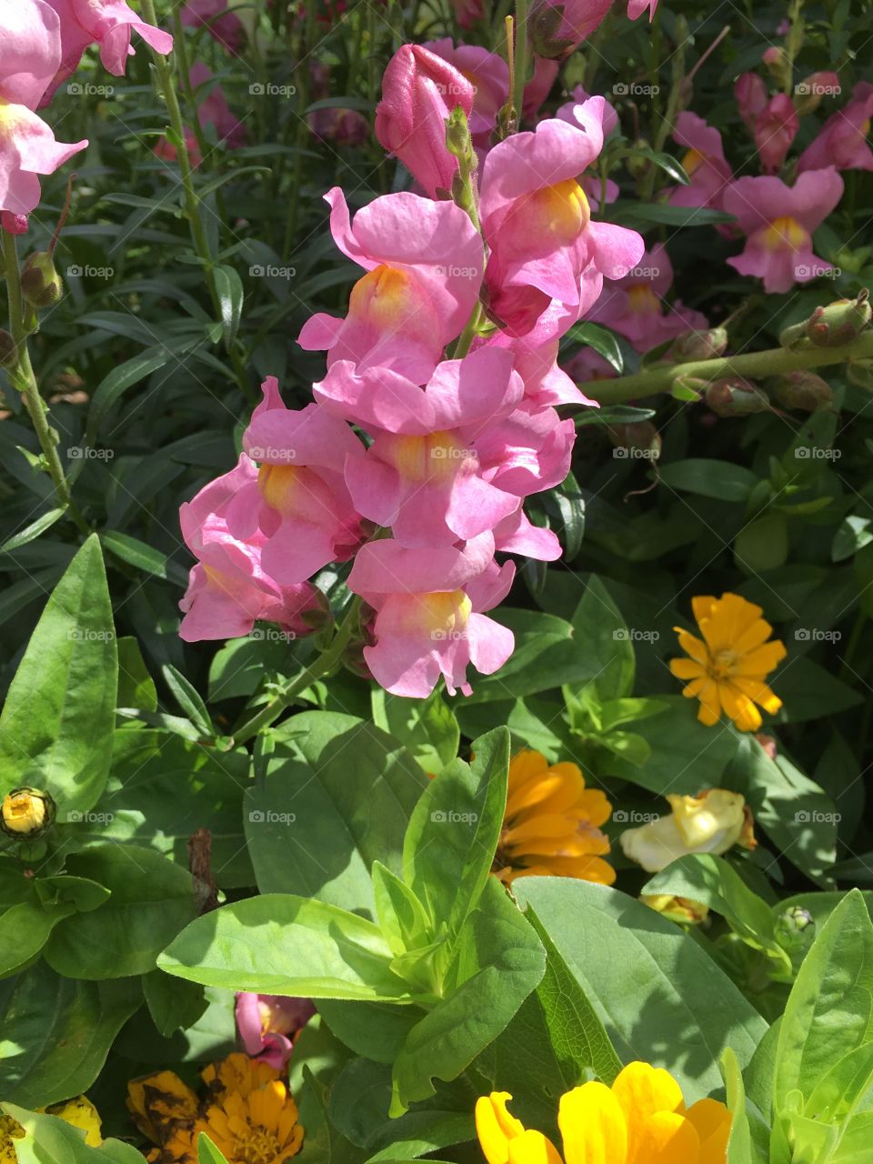 Pink flower