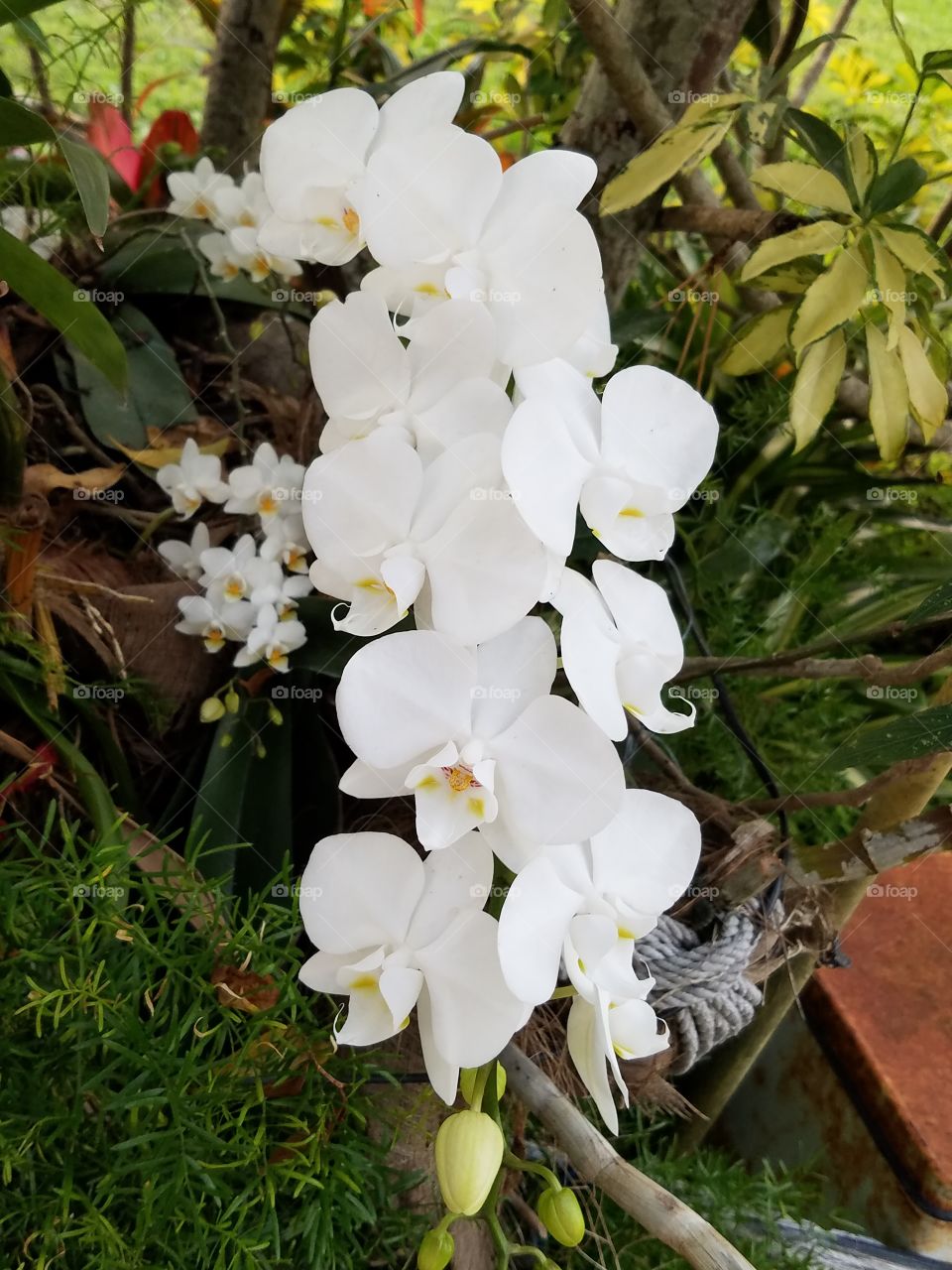 Dad's Orchids in the Garden 6