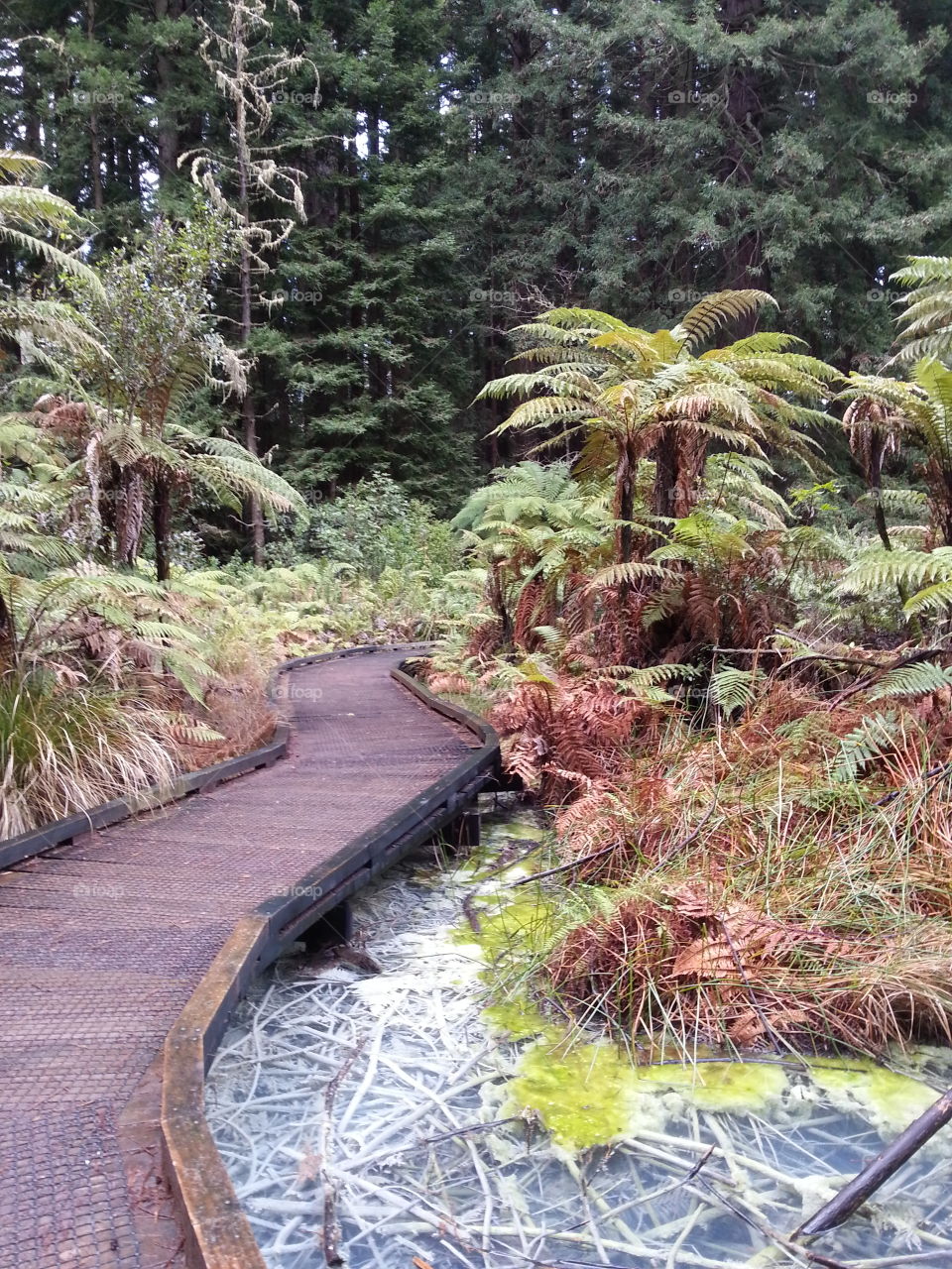 Wooden path through native New Zealand bush forest.