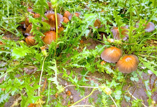 mushroom