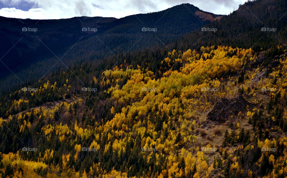 There's Gold On Them Thar Hills