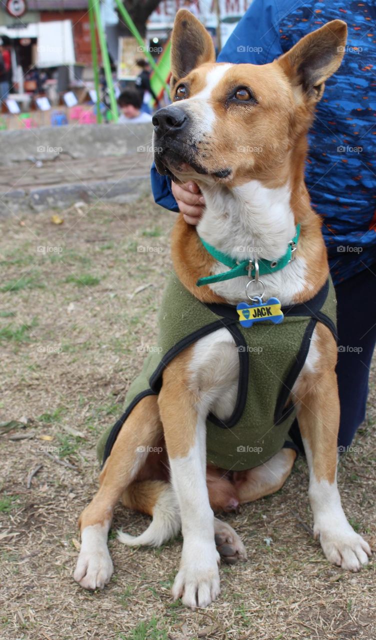 perro en parque con su dueño