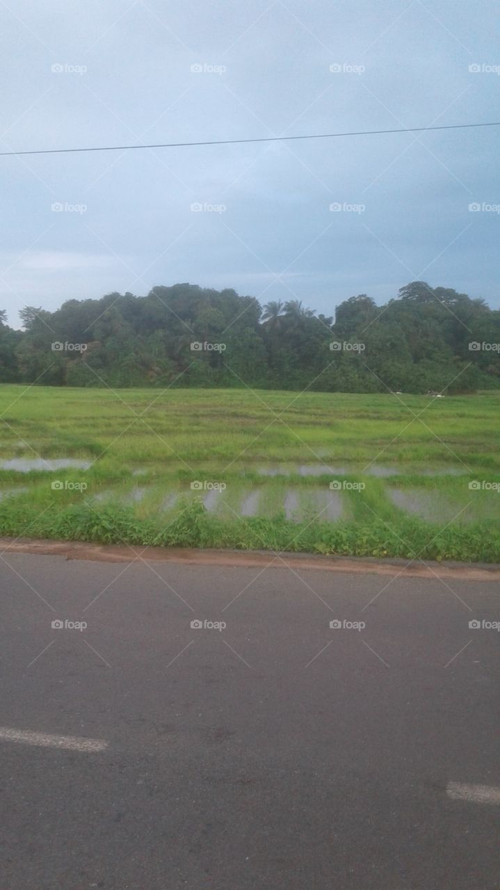beautiful landscape of rice fields in Oussouye /Senegal