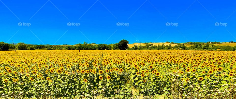 Sunflower field with blue sky in Europe