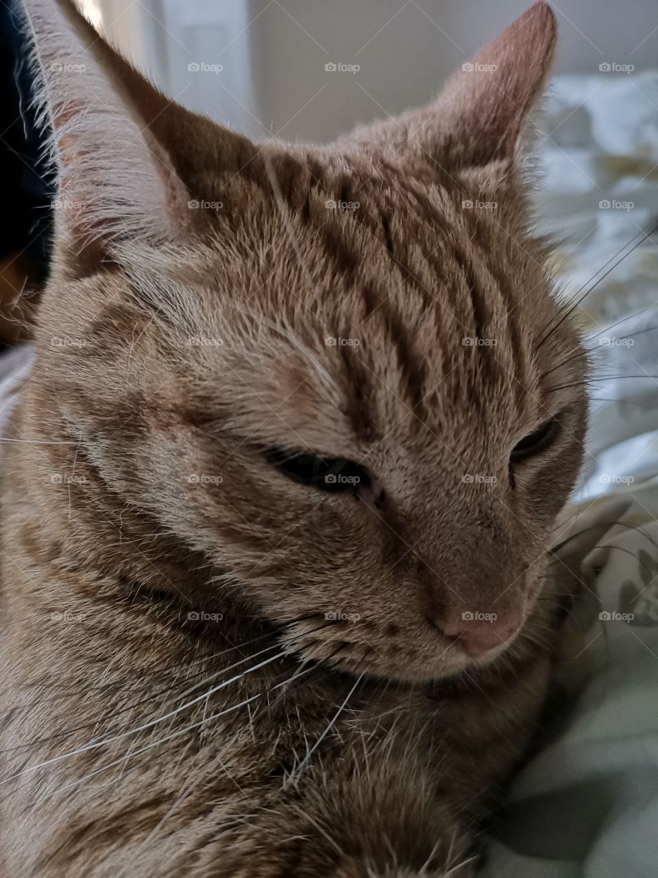 ginger Tom cat