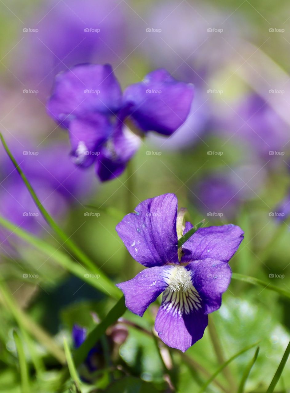 Beautiful purple violets growing in the grass