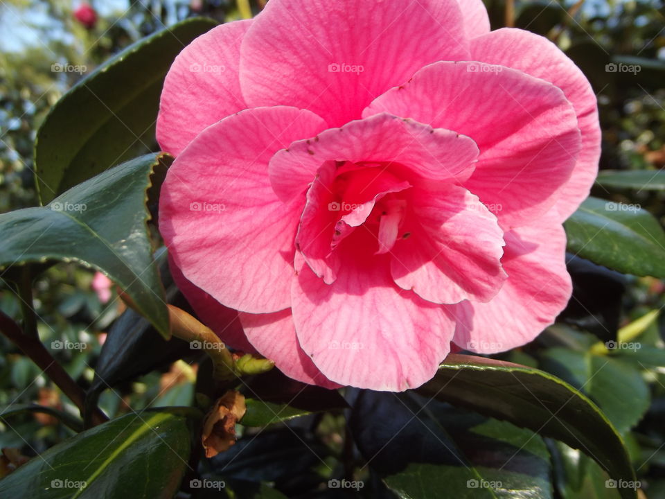 Pink Camellia