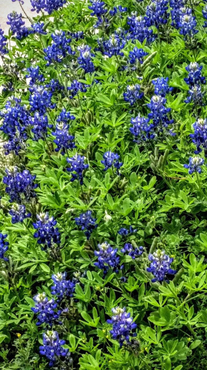 Abundance of Bluebonnets