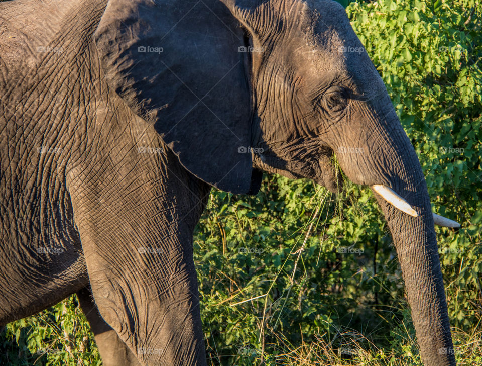 Elephants 