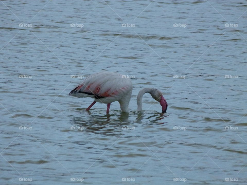 this is my second photo to a flamingo