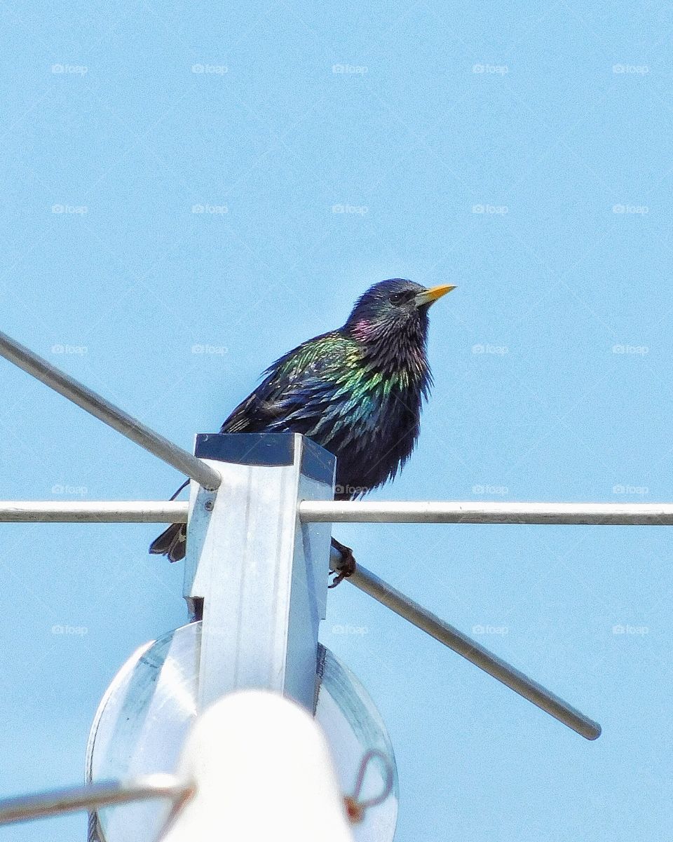 Grackle on an antenna 