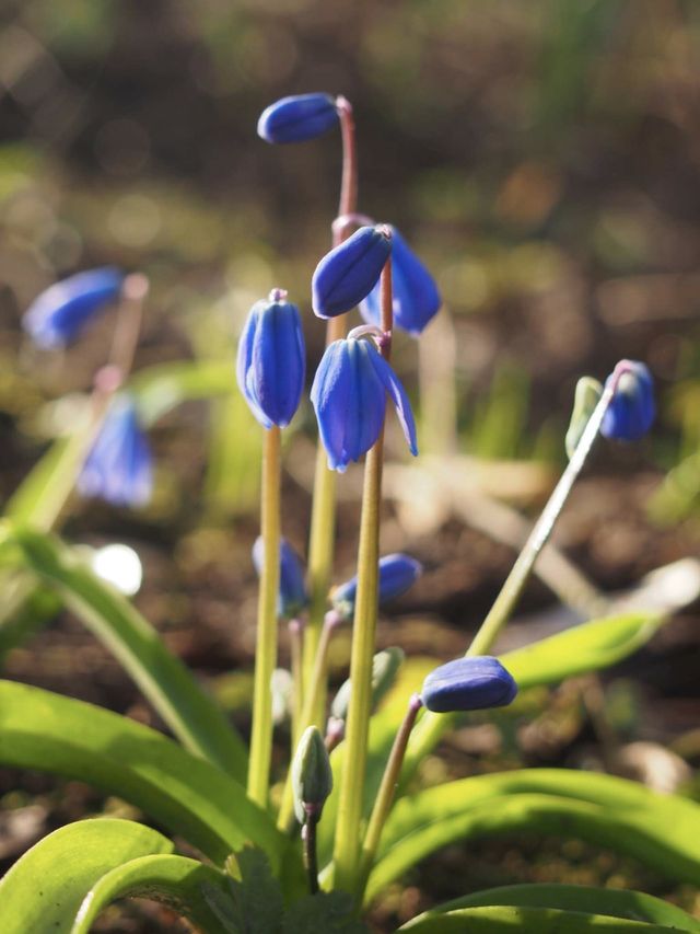 Scilla
