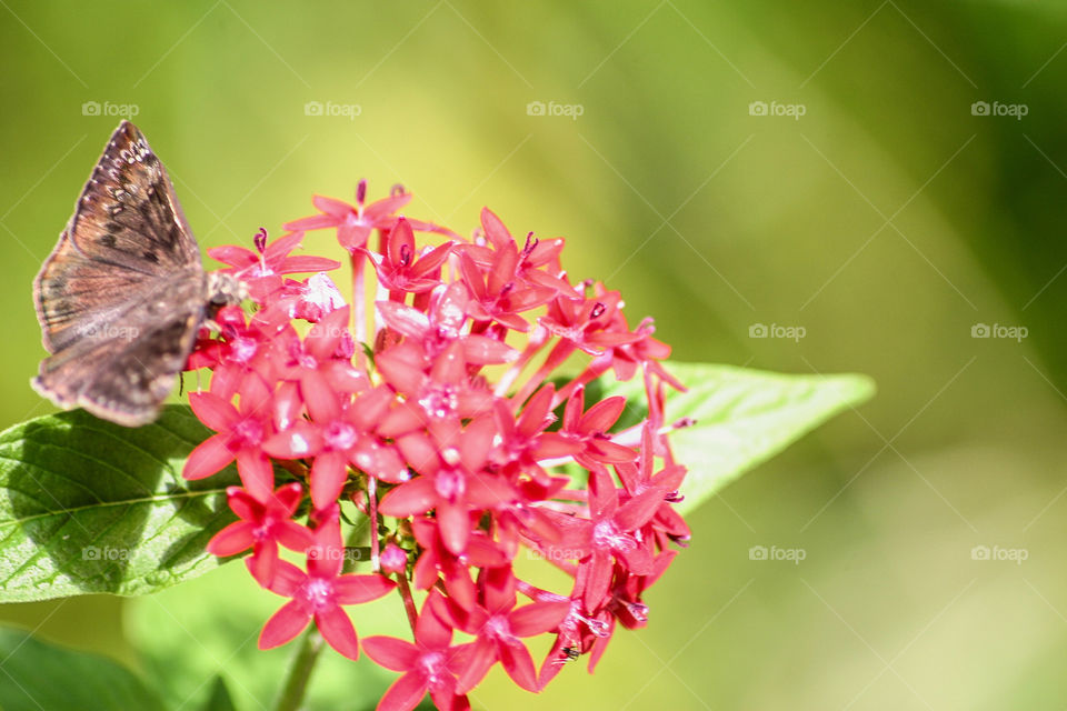 butterfly on bright flower
