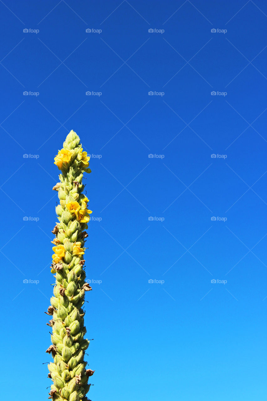 Yellow Flower Gradient Sky