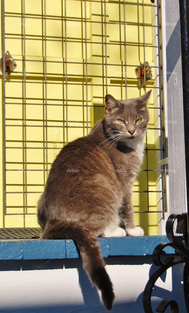 Cat on the porch