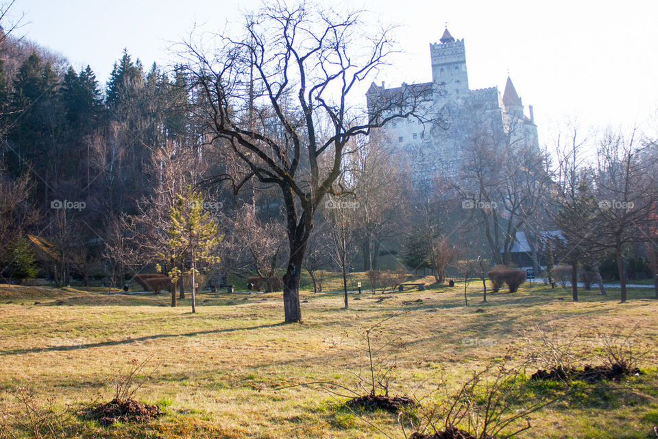 Bare tree and bran castle