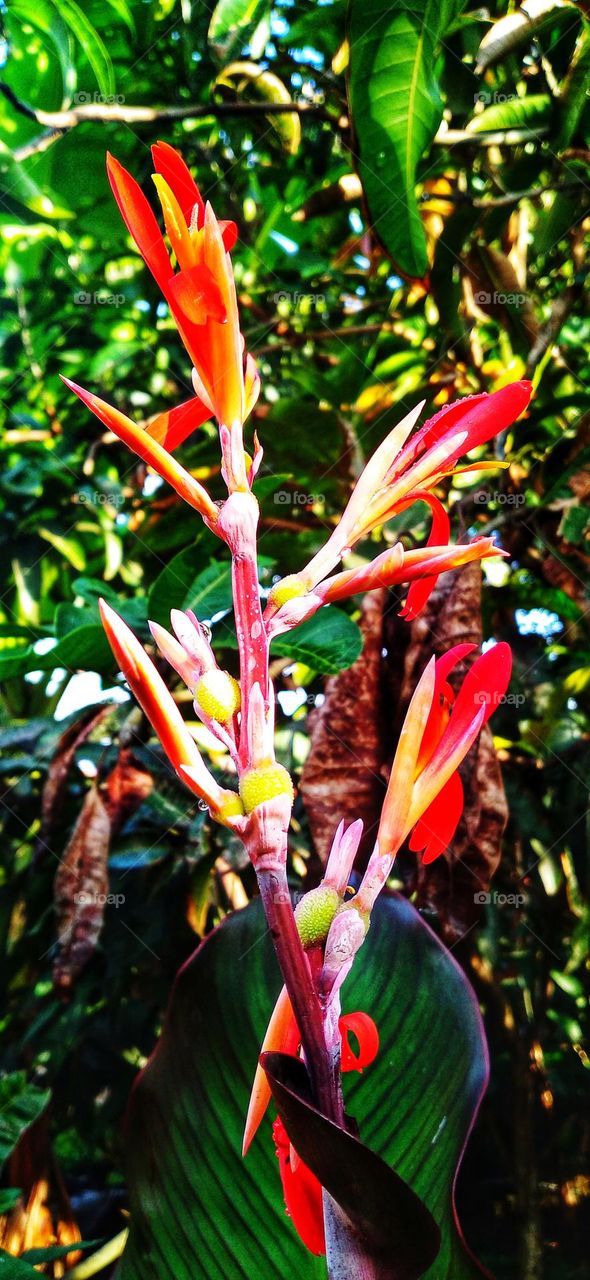 Canna paniculata flowers in bloom and beautiful to look at.