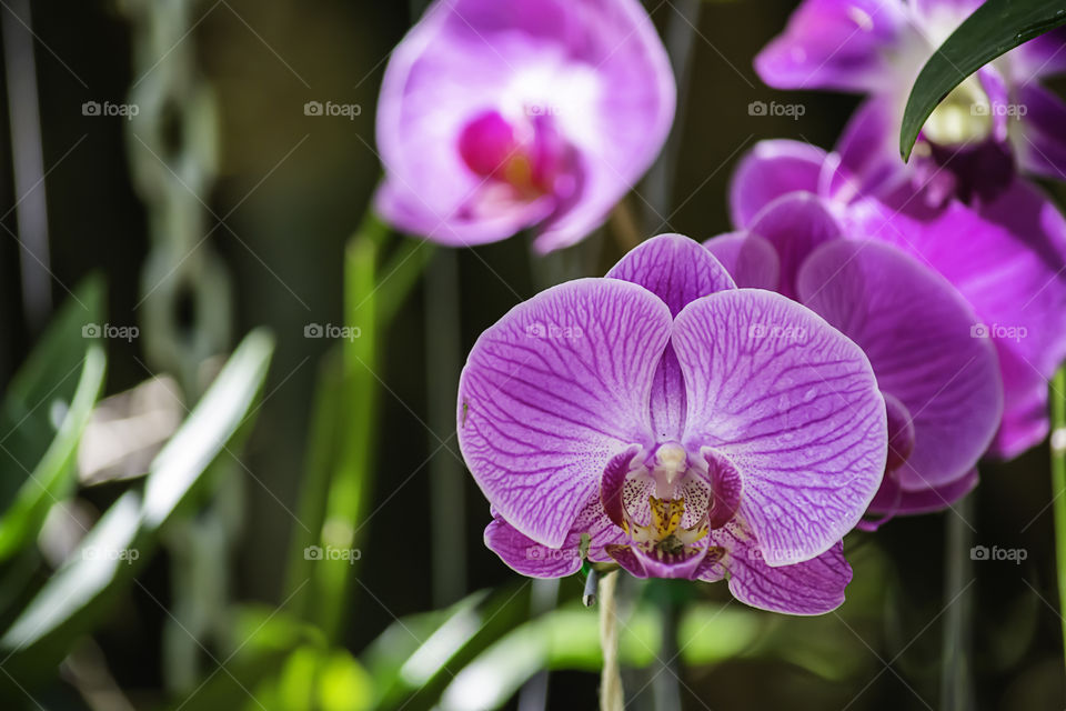 Beautiful pink flowers in the garden.