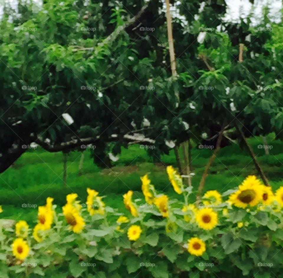 Flora, Nature, Flower, Leaf, Summer