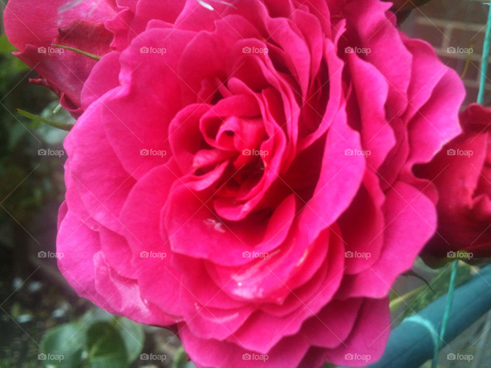 garden pink flower red by gregmanchester