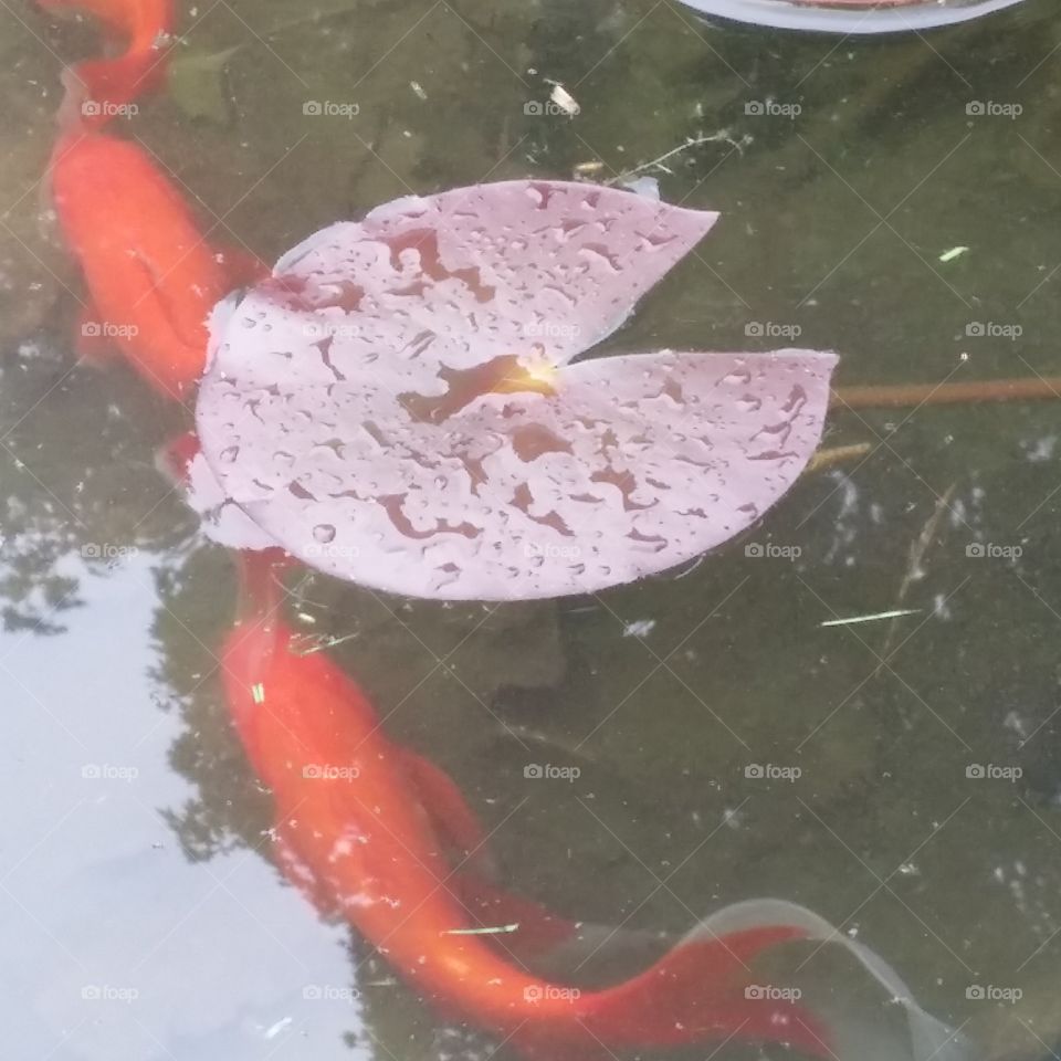 pond. fish