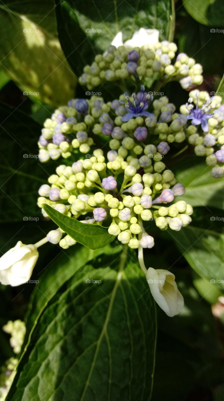 flower in shadow & light