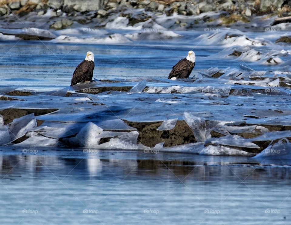 Bald eagles in icy river