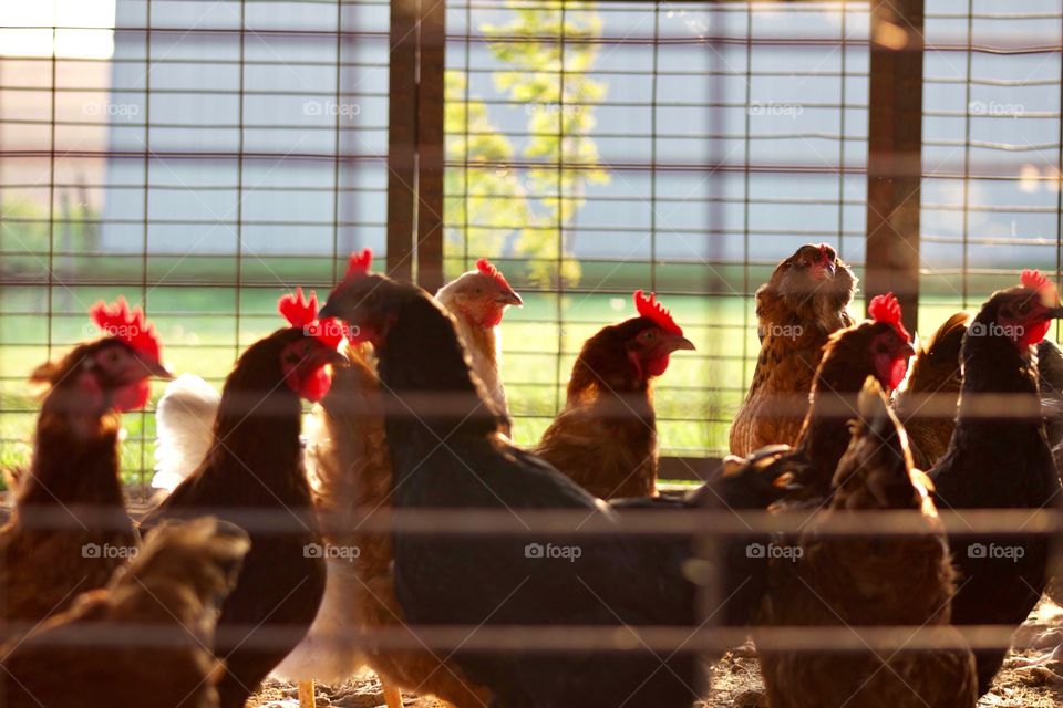 Hens in an enclosure on a beautiful day, their red combs illuminated by the sun