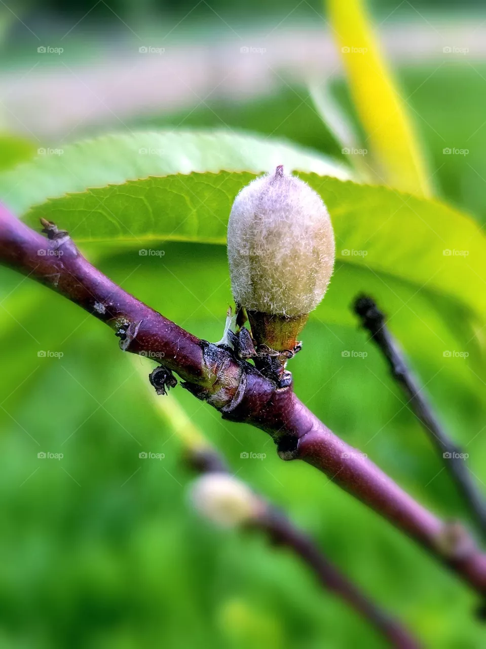 peach growing