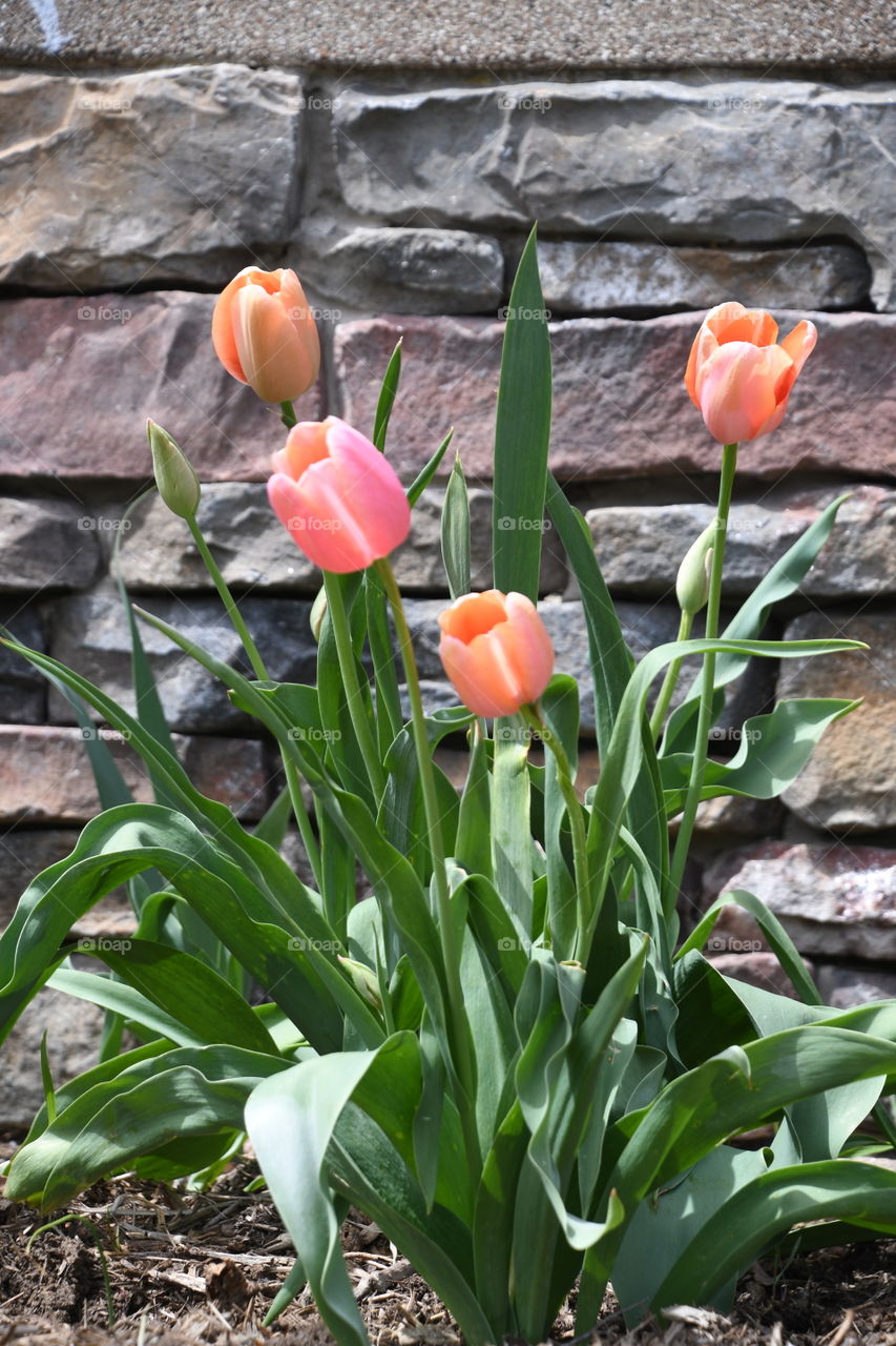 coral tulips