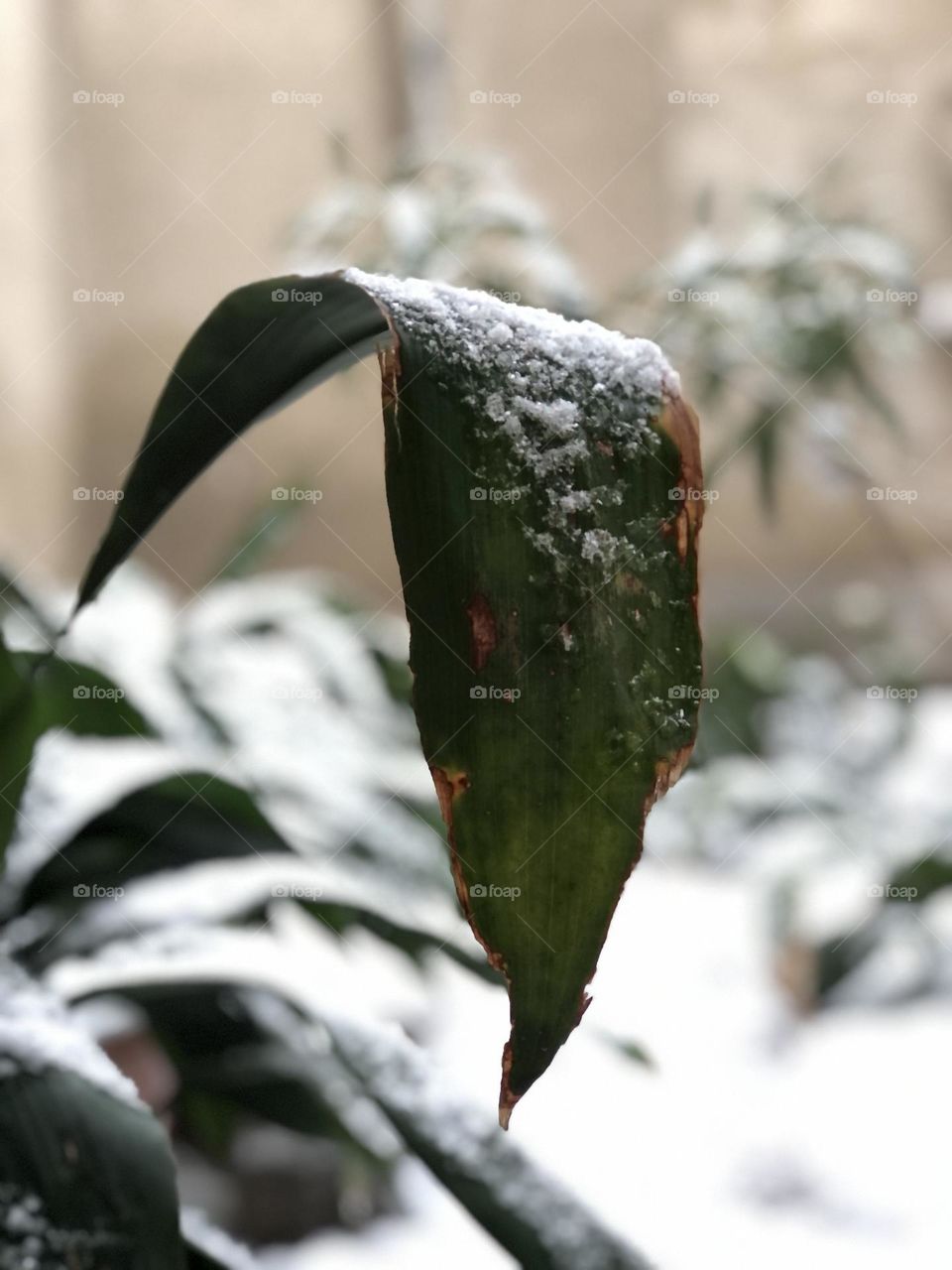 The leaves of a cast-iron plant under the snow. Are the snowflakes ornamenting the evergreen leaves, or the emerald green leaves have glamorized snowflakes?