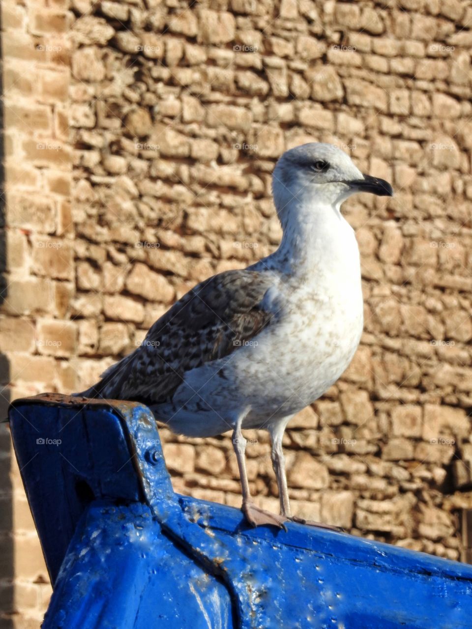 Seagull perching on fishing boat